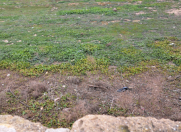 Satılır 8 sot torpaq Fatmayı