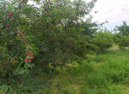 Satılır 48 sot torpaq Quba