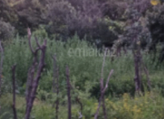 Satılır 46 sot torpaq Qax