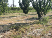 Satılır 128 sot torpaq Xaçmaz