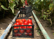 Satılır 2 otaqlı 1480 m2 obyekt Zirə