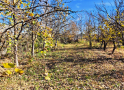 Satılır 17 sot torpaq Bərdə