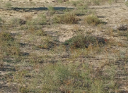 Satılır 24 sot torpaq Kürdəxanı