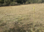 Satılır 22 sot torpaq Qusar