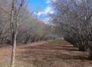 Satılır 18 sot torpaq Balakən