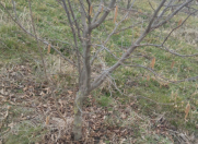 Satılır 100 sot torpaq Xudat