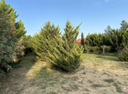 Satılır 12 sot torpaq Albalı