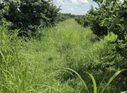 Satılır 5500 sot torpaq Xudat