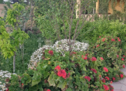 İcarəyə verilir 8 otaqlı 550 m2 bağ evi Bilgəh