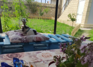 İcarəyə verilir 3 otaqlı 65 m2 həyət evi Qusar