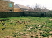 Satılır 6 sot torpaq Ramana