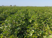 Satılır 721 sot torpaq Neftçala