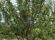 Satılır 981 sot torpaq Siyəzən