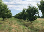 Satılır 1.72 sot torpaq Xudat