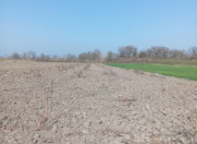 Satılır 150 sot torpaq Xaçmaz