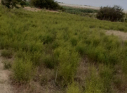 Satılır 20 sot torpaq Zirə