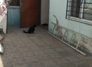 Satılır 2 otaqlı 60 m2 həyət evi Zabrat 1