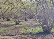 Satılır 5 otaqlı 250 m2 bağ evi Qəbələ