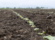 Satılır 150 sot torpaq Bərdə