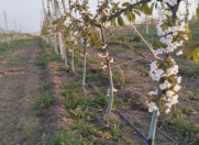 Satılır 1700 sot torpaq Quba