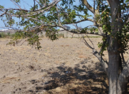 Satılır 12 sot torpaq Ləhic Bağları