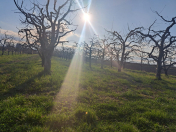 Satılır 51 sot torpaq Quba