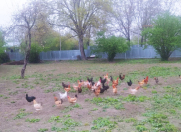 Satılır 10 sot torpaq Qəbələ