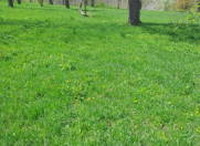 Satılır 100 sot torpaq İsmayıllı