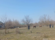 Satılır 50 sot torpaq Qəbələ