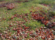 Satılır 14 sot torpaq Quba