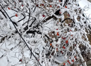 Satılır 2.72 sot torpaq Keşlə