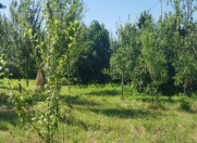 Satılır 12 sot torpaq Şamaxı