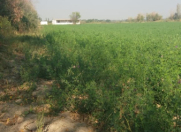 Satılır 150 sot torpaq Şabran