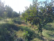 Satılır 3.5 sot torpaq Ağstafa