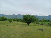 Satılır 40 sot torpaq Qəbələ