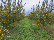 Satılır 10100 sot torpaq Quba