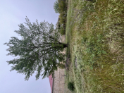 Satılır 6 sot torpaq Sumqayıt