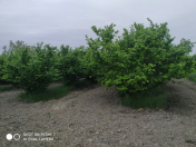 Satılır 29 sot torpaq Xaçmaz