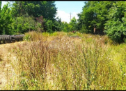 Satılır 16 sot torpaq Masallı