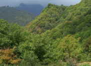 Satılır 10 sot torpaq Qəbələ