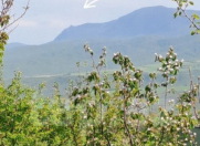 Satılır 9 sot torpaq Şabran