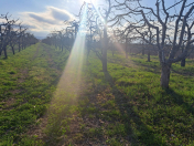 Satılır 51 sot torpaq Quba