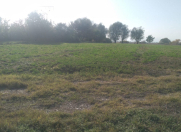 Satılır 64.5 sot torpaq Ağstafa