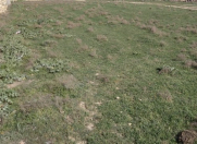 Satılır 20 sot torpaq Zirə