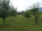 Satılır 16 sot torpaq İsmayıllı