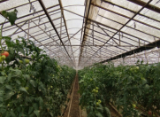 Satılır 5 otaqlı 220000 m2 obyekt Türkan