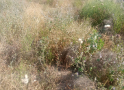 Satılır 8 sot torpaq Şüvəlan