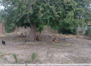 Satılır 2 sot torpaq Binə