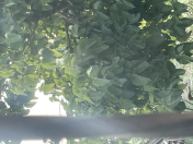 Satılır 3 sot torpaq Binə