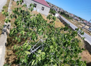 Satılır 4 sot torpaq Fatmayı